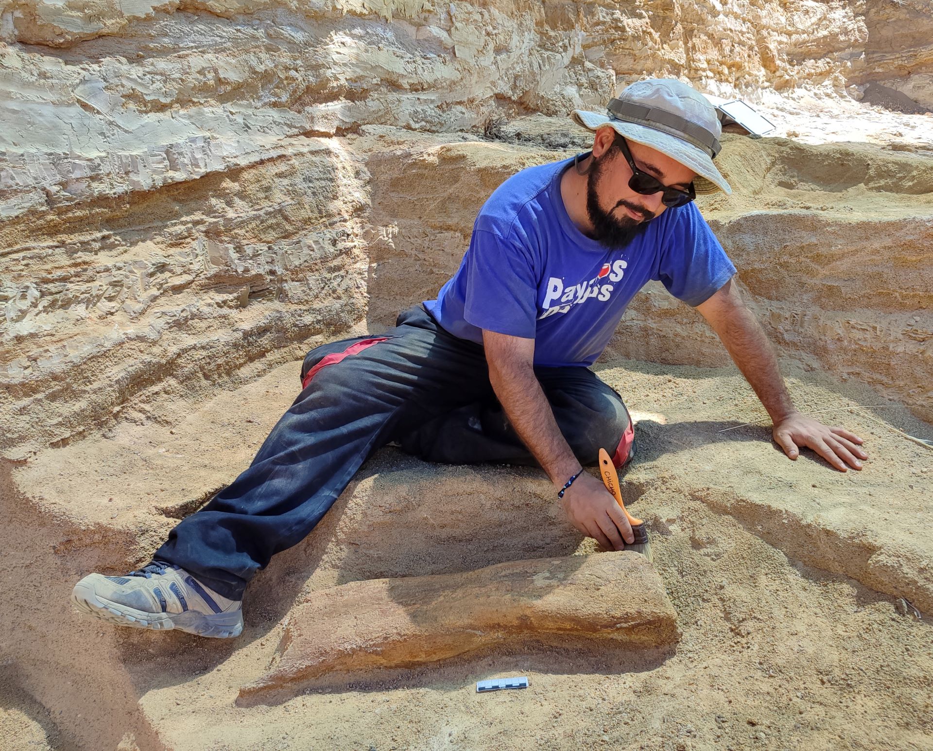 Excavación de un hueso apendicular (fémur) de un dinosaurio saurópodo, en el yacimiento paleontológico de Algora (Guadalajara).