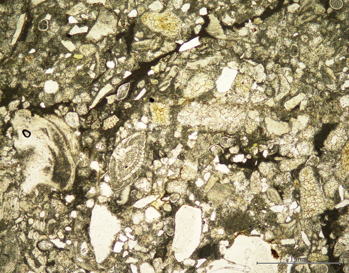 Figura 5. Microfósiles observados en lámina delgada bajo microscopio petrográfico de muestra perteneciente al material complementario (IGME) del mapa geológico de Alcaraz.