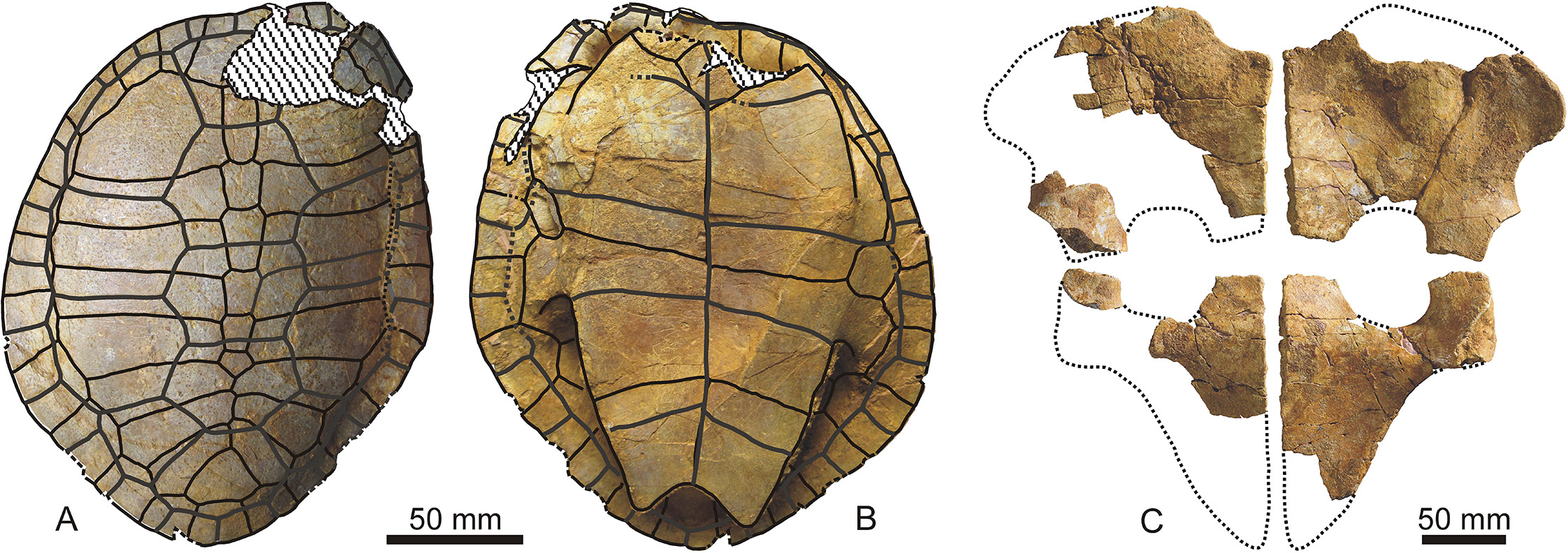 Dos especímenes publicados del yacimiento paleontológico de Algora (Guadalajara): el ejemplar que dio nombre a la tortuga Algorachelus peregrina (A-B) y pelvis parcial de plesiosaurio (C).