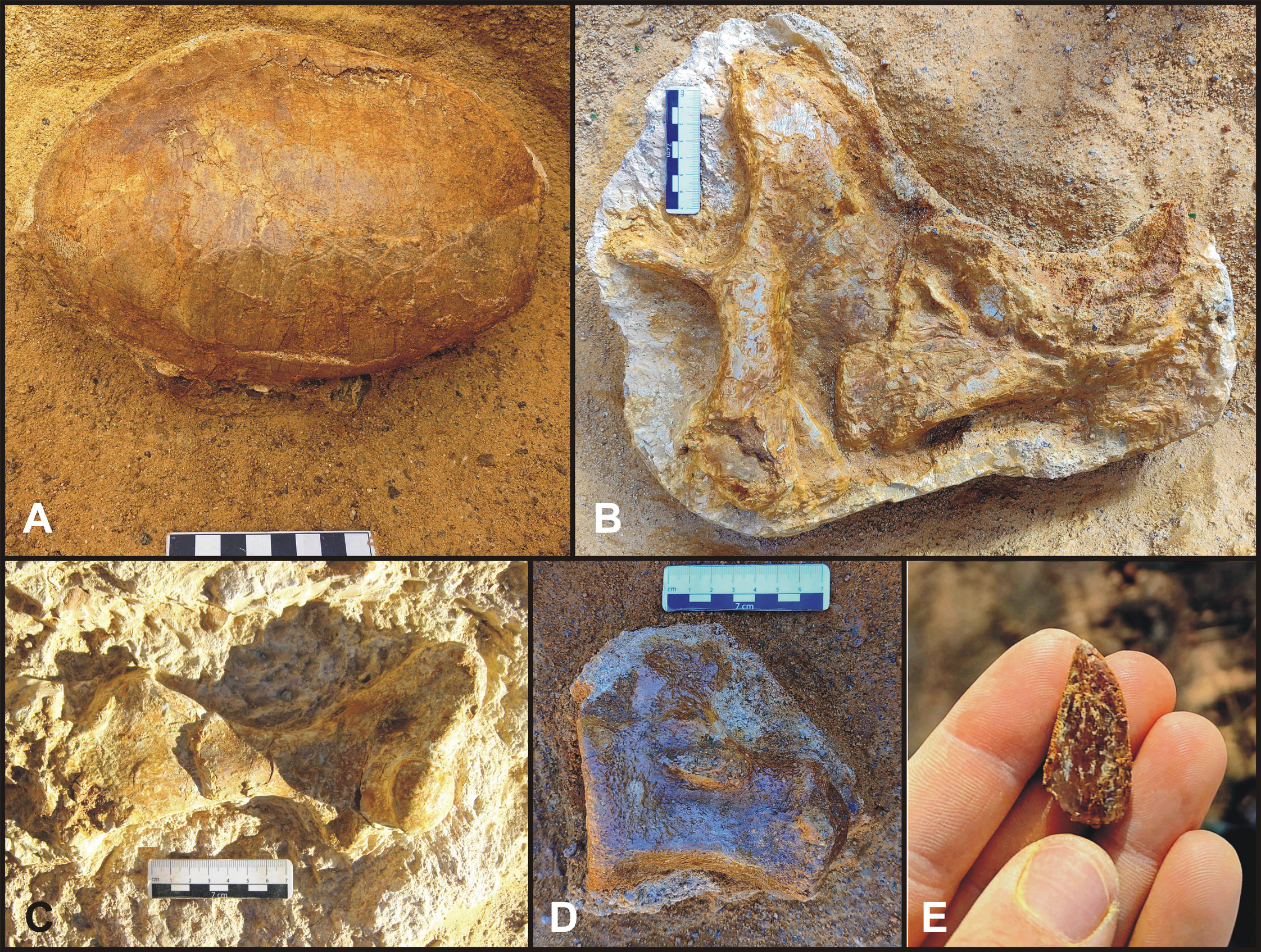 Dos especímenes publicados del yacimiento paleontológico de Algora (Guadalajara): el ejemplar que dio nombre a la tortuga Algorachelus peregrina (A-B) y pelvis parcial de plesiosaurio (C).