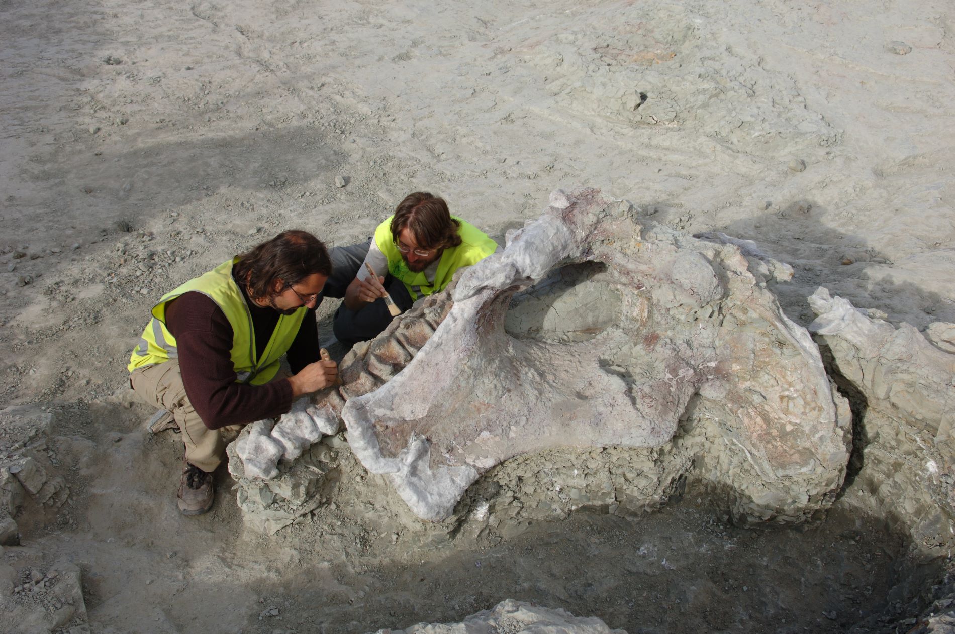 Proceso de extracción de parte de los restos de Qunkasaura pintiquiniestra durante la excavación en Lo Hueco en 2007. (Créditos: GBE-UNED)