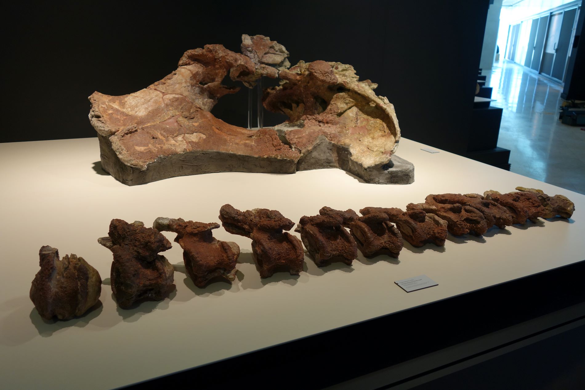 Restos óseos de Qunkasaura pintiquiniestra en la exposición permanente del Museo Paleontológico de Castilla-La Mancha (Créditos: GBE-UNED).