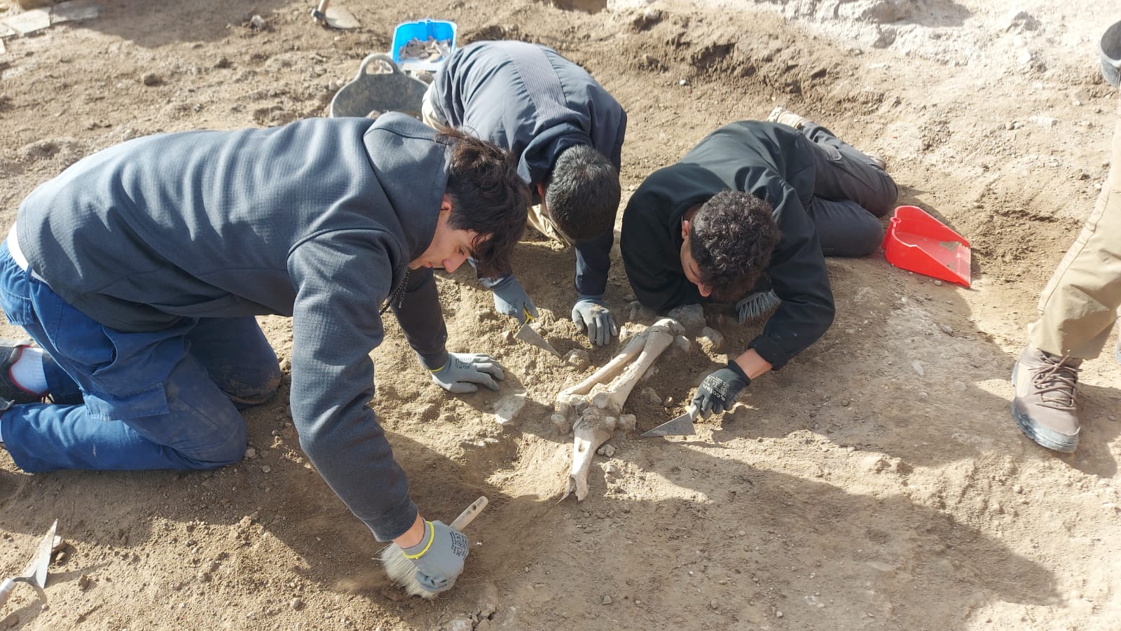 Figura 7. Momento en el que los arqueólogos del CVS hallaron los restos de équido del posible establo o corral de época visigoda (© Proyecto Camino Viejo de las Sepulturas).