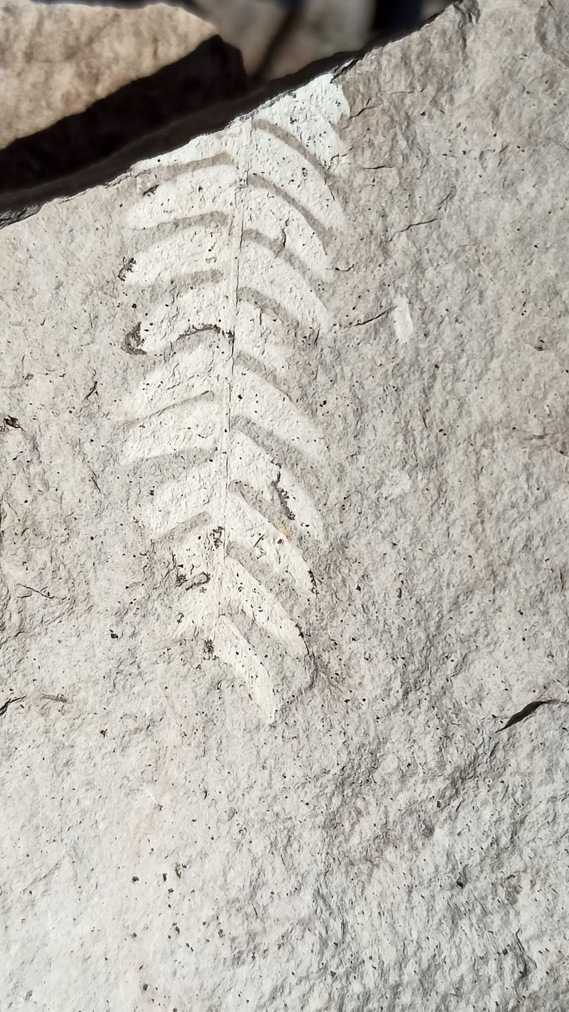 Fragmento de hoja de un helecho.