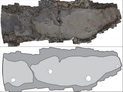 Rastro encontrado de las icnitas o huellas (arriba), junto con su esquema dibujado (abajo) por el equipo de Moratalla et al. 2017, perteneciente a un dinosaurio terópodo en el yacimiento paleontológico de las Hoyas.