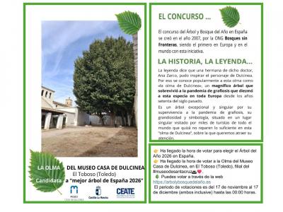 "LA OLMA" del Museo-Casa de Dulcinea del Toboso, candidata a "mejor árbol de España 2026"