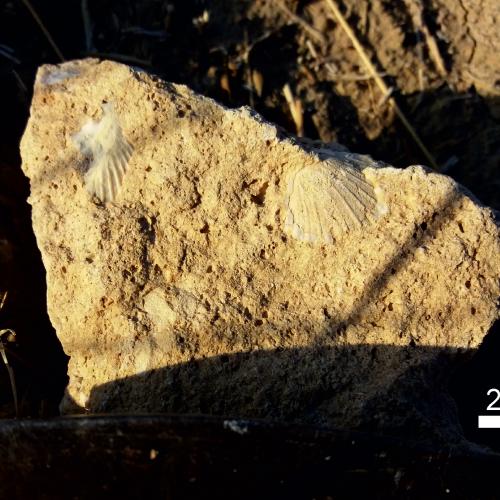 Estela funeraria con fósiles del Castillejo del Bonete 