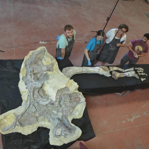 Restaurada la pata de un dinosaurio saurópodo  del yacimiento Lo Hueco (Cuenca), un registro único en Europa.