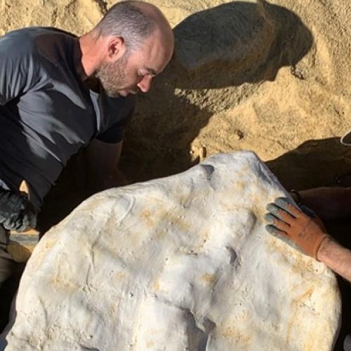 ¿Qué es la paleontología? El registro paleontológico de Castilla-La Mancha