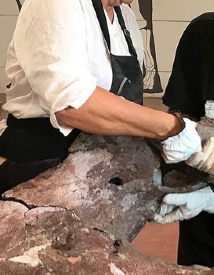 Qunkasaura: un nuevo dinosaurio saurópodo del cretácico de Castilla-La Mancha
