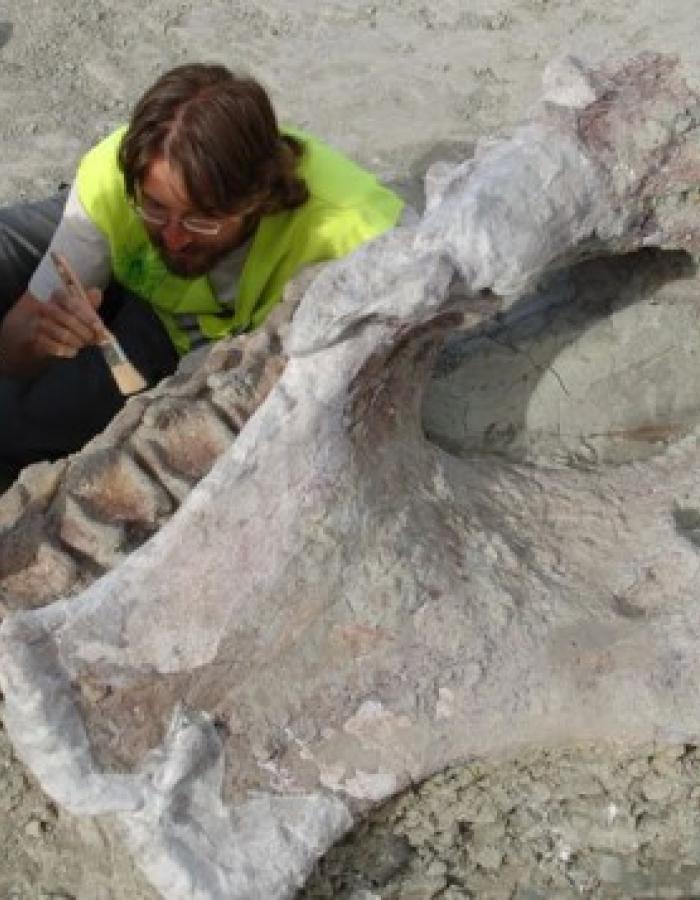 Qunkasaura: un nuevo dinosaurio saurópodo del cretácico de Castilla-La Mancha